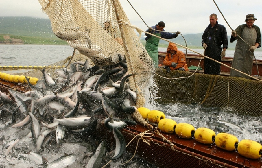 Азовское море на грани рыбной катастрофы