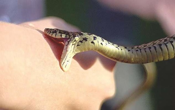 В лагере на запорожском курорте 14-летнюю девочку укусила змея