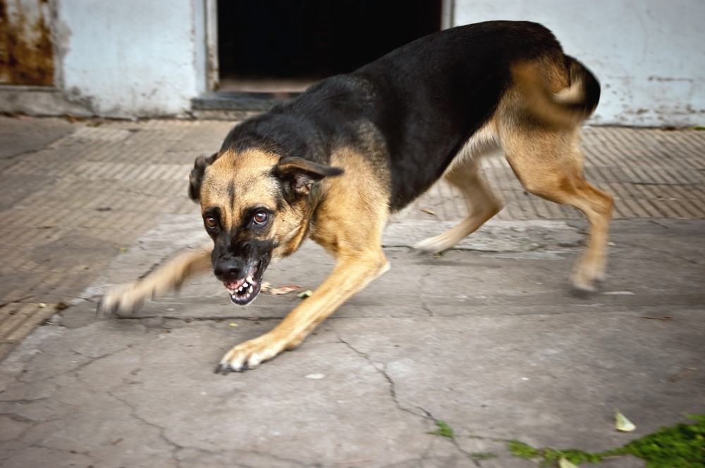 В Запорожской области на людей напали домашние собаки