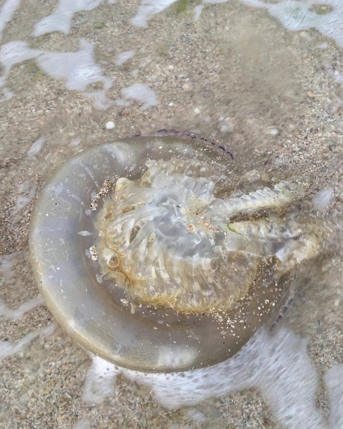 Запорожский курорт заполнили гигантские медузы (ФОТО, ВИДЕО)