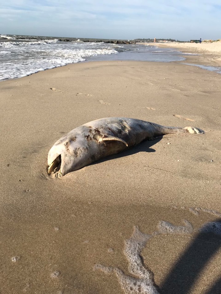 На побережье Азовского моря обнаружили два мертвых дельфина (ФОТО, ВИДЕО)