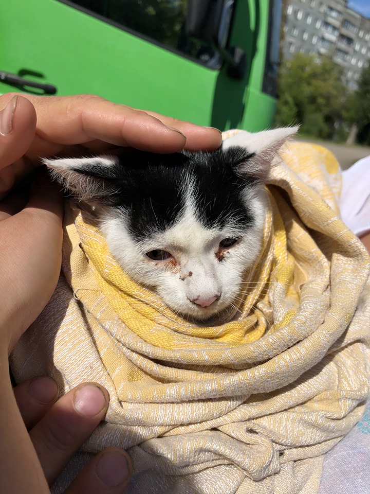 Небезразличные запорожцы спасли умирающего котенка (ФОТО)