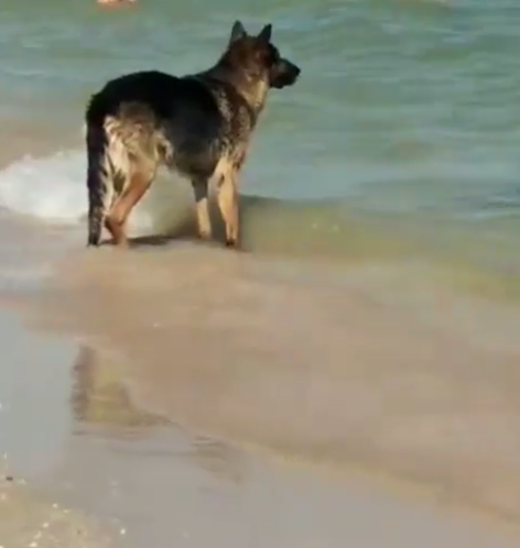 Очередной Хатико: в Кирилловке породистый пес беспризорно бродит по пляжу (ВИДЕО)