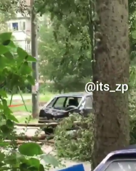В Запорожской области огромный тополь рухнул на легковушку (ВИДЕО)