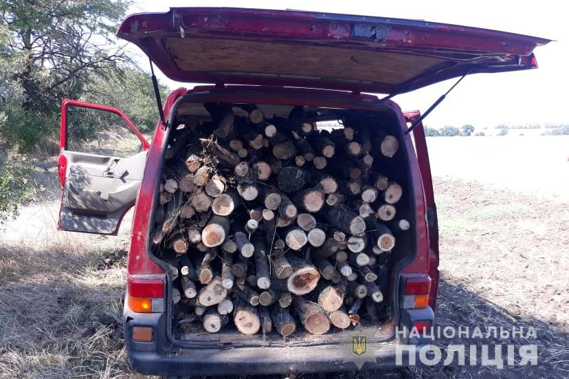В Запорожской области вырубили часть леса (ФОТО)