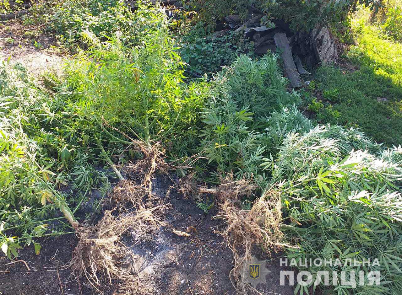 У Запорізькій області виявили плантацію з марихуаною (ФОТО)