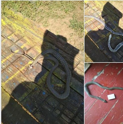 В Запорожской области огромная змея заползла в жилой дом (ФОТО)