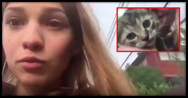 “Фейк или живодерство”: запорожцев шокировало видео, где девушка ради лайков утопила котенка (ВИДЕО)