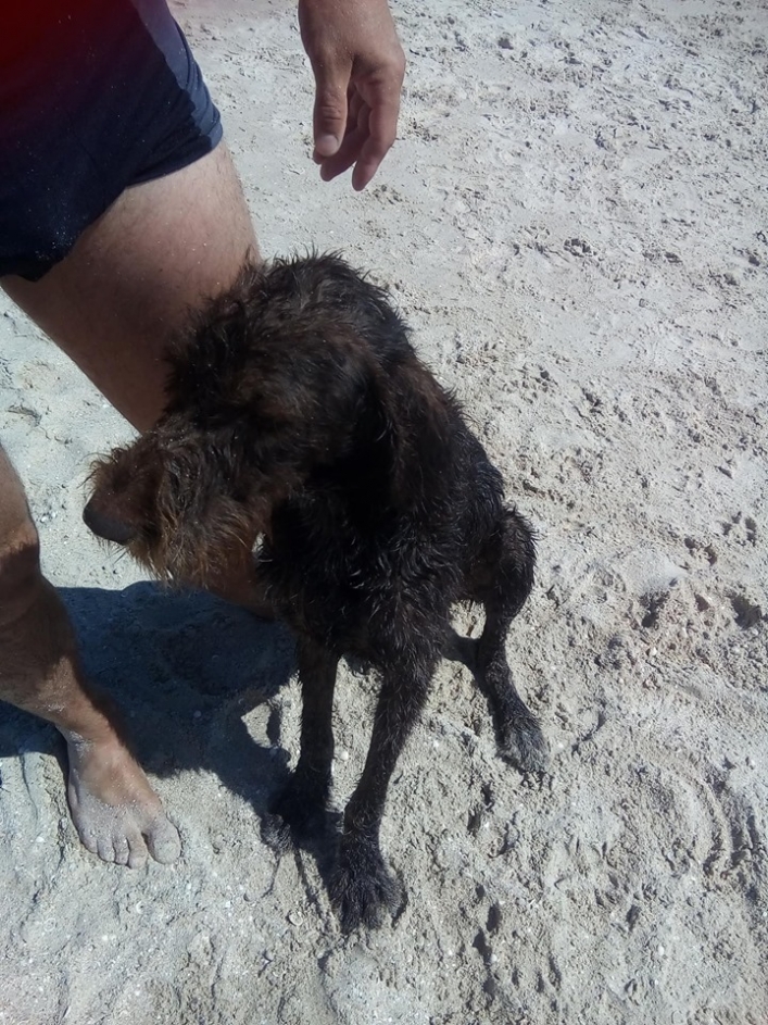 На запорожском курорте по пляжу несколько дней бродит брошенный породистый пес (ФОТО)
