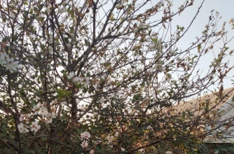 В Запорожской области расцвела вишня (ФОТОФАКТ)