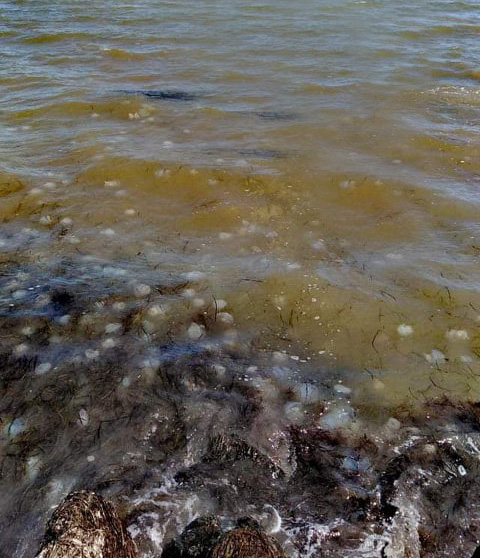 На Азовском море очередное нашествие медуз (ФОТОФАКТ)