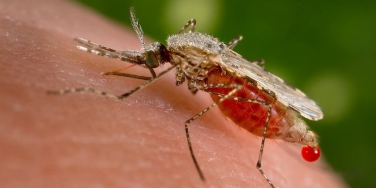 Двое жителей Запорожья подхватили тропическую малярию