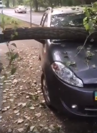 В Запорожье на припаркованную машину рухнуло дерево (ВИДЕО)