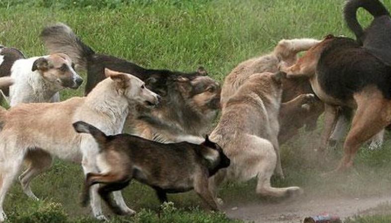 В Запорожской области свора собак пугает местных жителей