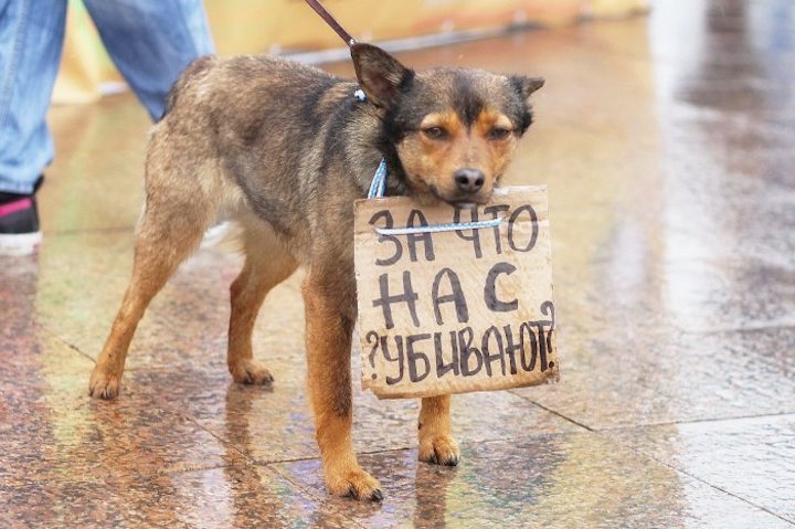 В Запорожье на Кичкасе застрелили собак (ФОТО)