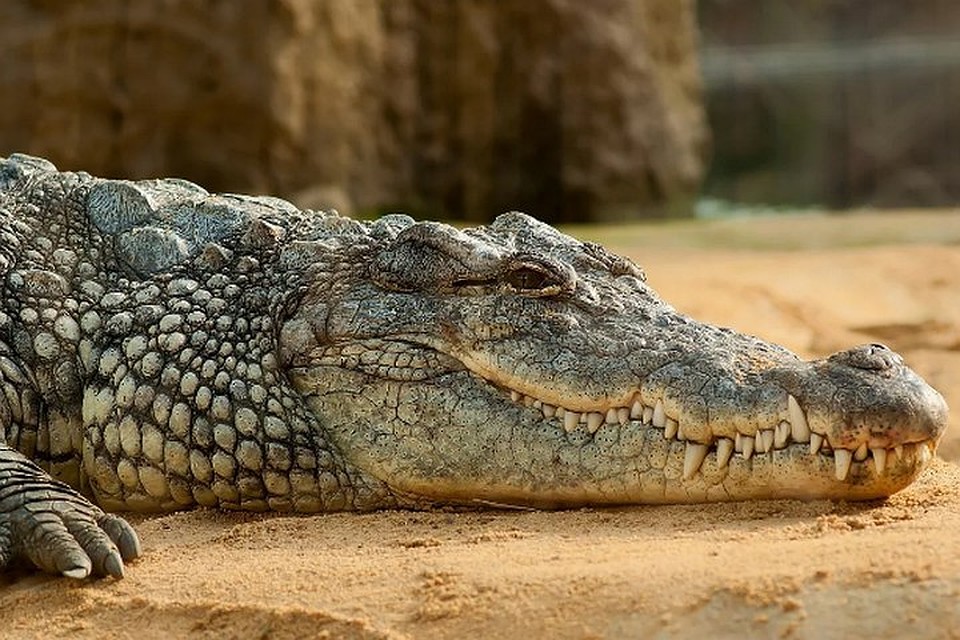 “Концлагерь для животных”: запорожцев возмутило жуткое содержание крокодила в зоопарке на ДЖД (ФОТО)