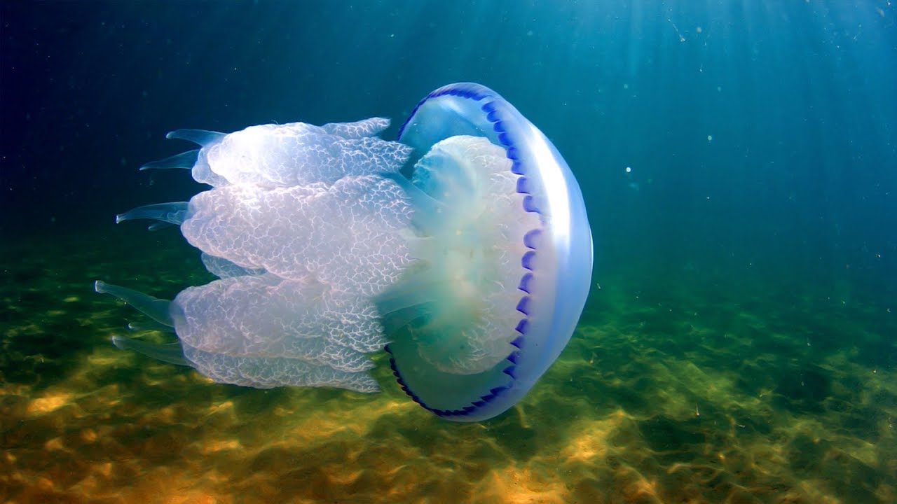 На Запорожском курорте в бархатный сезон заметили ядовитых медуз (ВИДЕО)