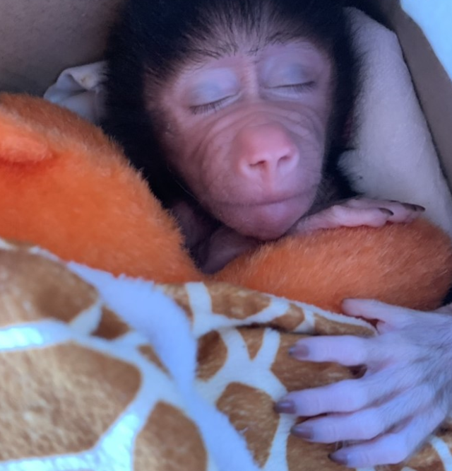 “Как ребенок”: в сети показали трогательные и умилительные фото детеныша обезьяны из зоопарка Запорожской области (ФОТО)