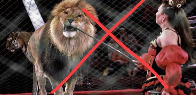 Запорожцы просят власти запретить использовать животных в цирке