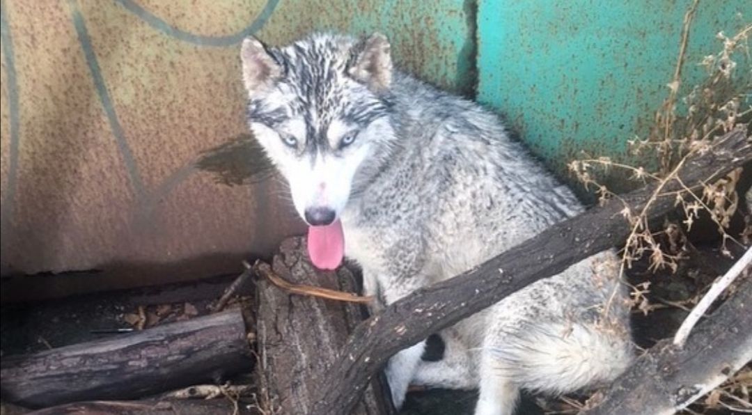 На запорожской трассе машина сбила собаку породы Хаски: животное нуждается в помощи (ФОТО, ВИДЕО)