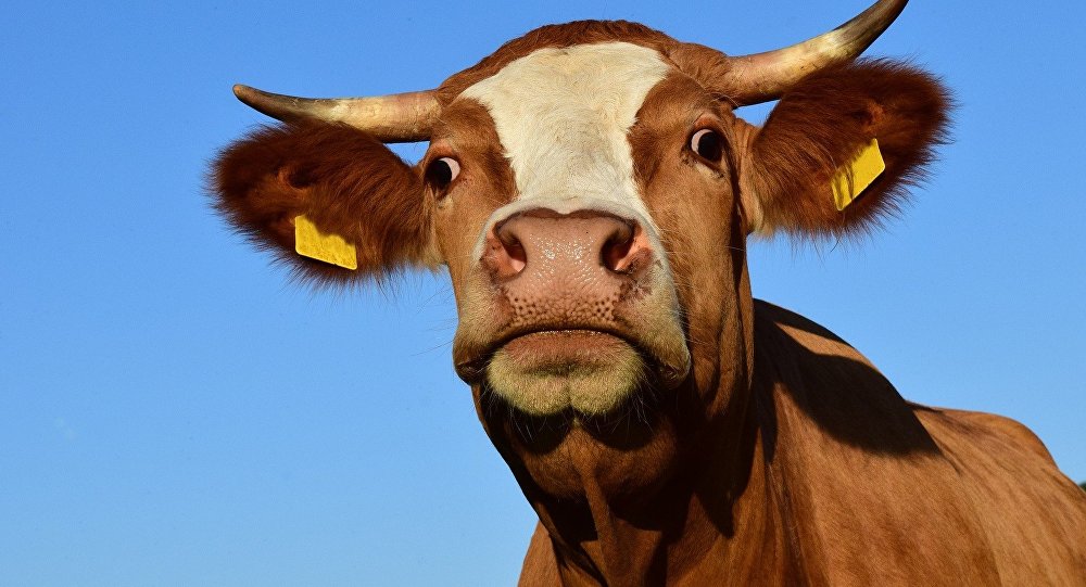 В Запорожской области спасатели вытащили корову из ловушки (ФОТО)