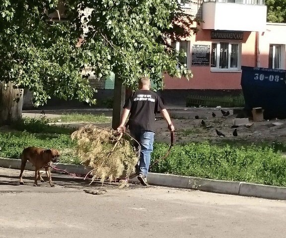 Еще один слабак сдался: в Запорожье за два месяца до Нового года выкинули прошлогоднюю елку (ФОТО)