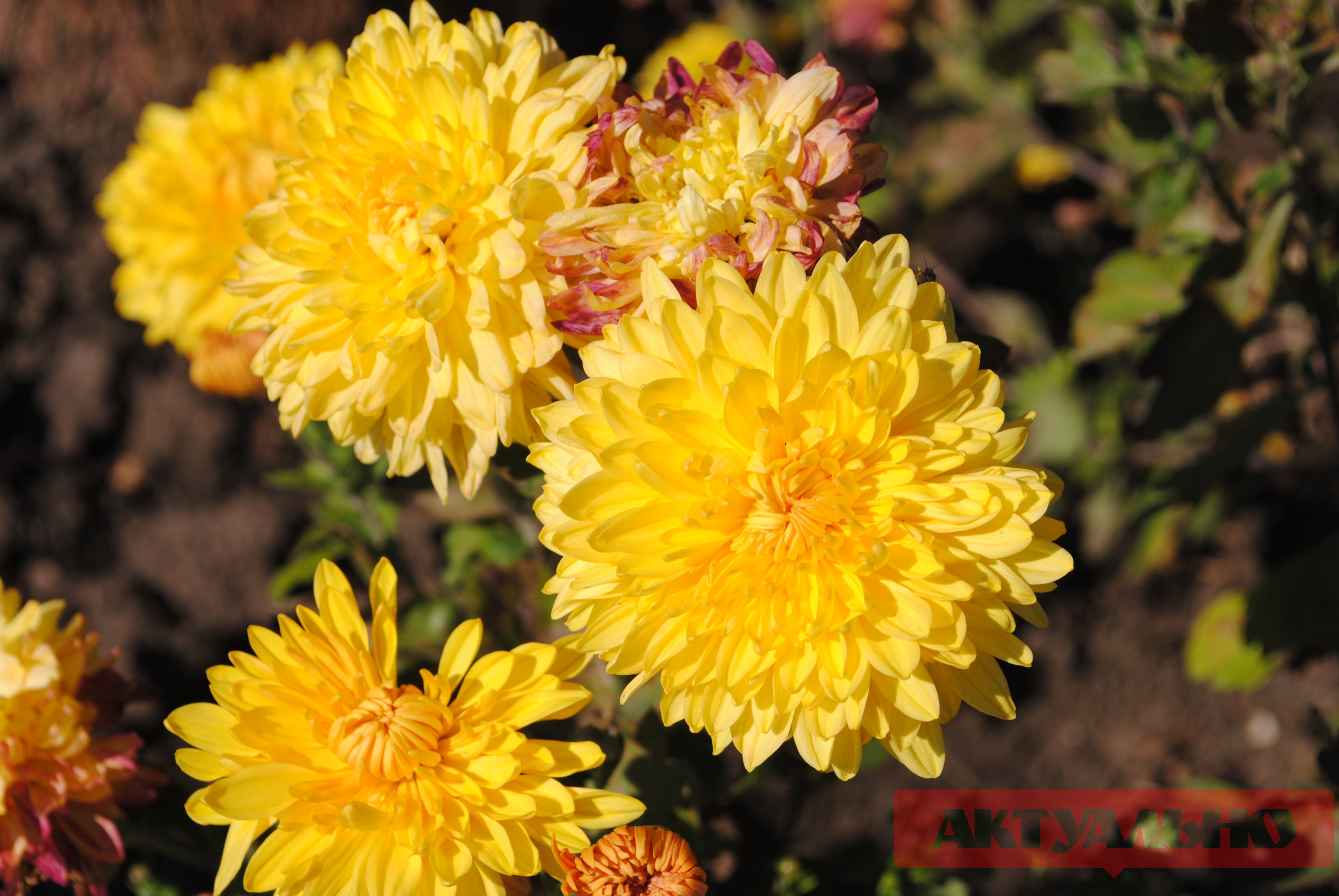 Хризантемы, астры, розы: в Запорожском ботаническом саду буйство осенних цветов (ФОТОРЕПОРТАЖ)