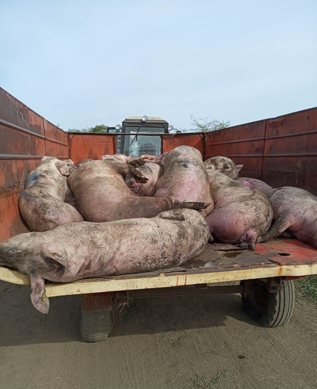 В селе Запорожской области из-за африканской чумы свиней уничтожены все животные