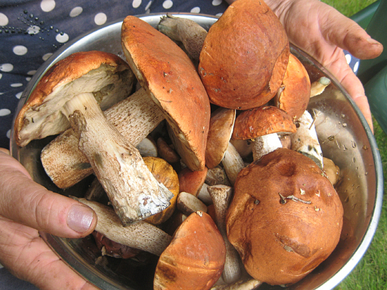В Запорожской области двое человек отравились грибами