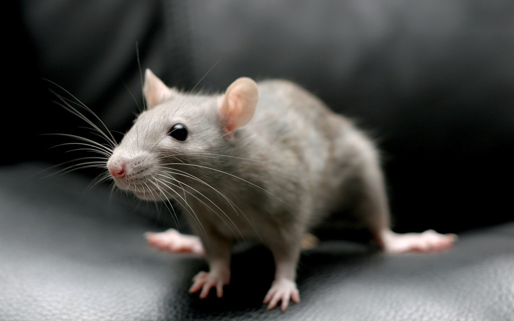 Ученые в Японии смогли оживить мозг мыши через месяц после смерти