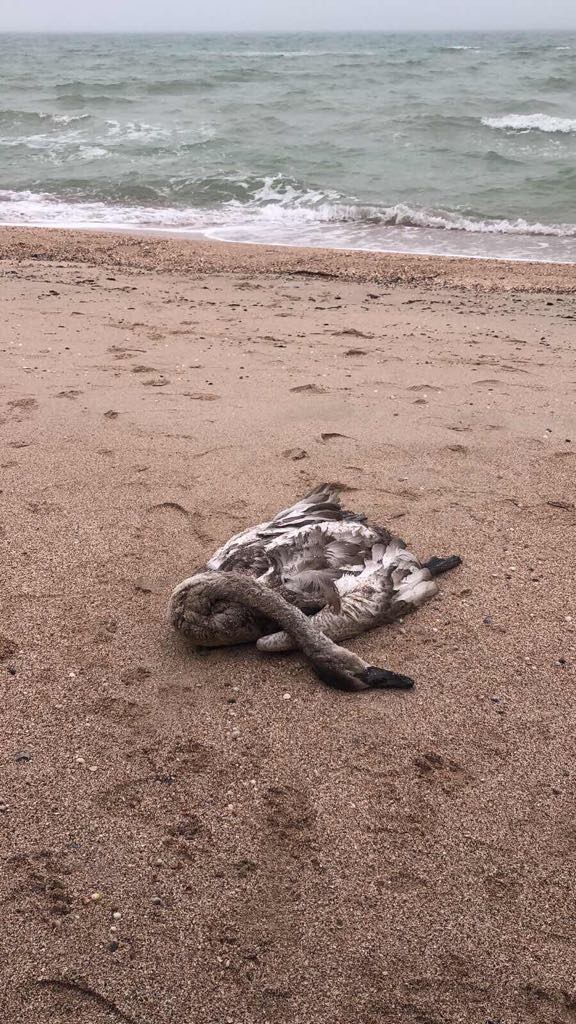 На пляже в Запорожской области обнаружили мертвых дельфина и лебедя (ФОТО)