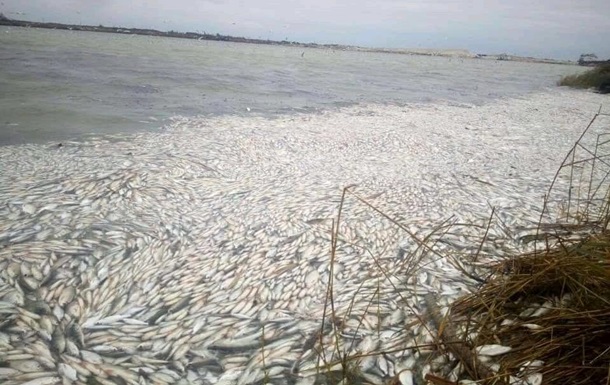 На Херсонщине произошел массовый мор рыбы в Днепре (ФОТО)