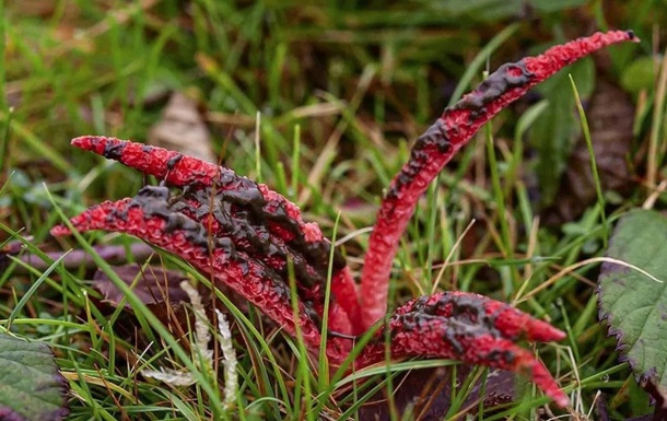 Впервые за 20 лет найден гриб “пальцы дьявола” (ФОТО)