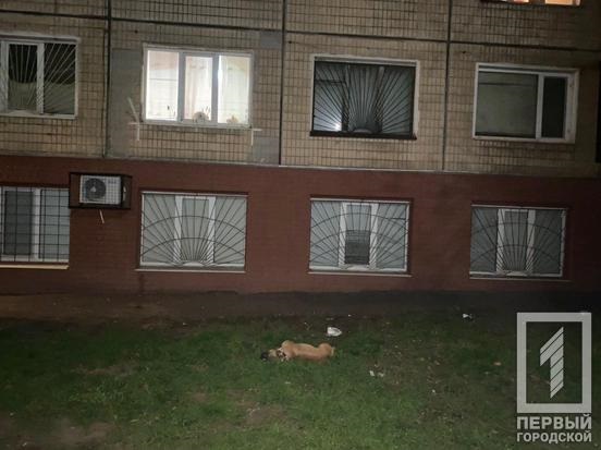 В Кривом Роге собаку выбросили из окна многоэтажки