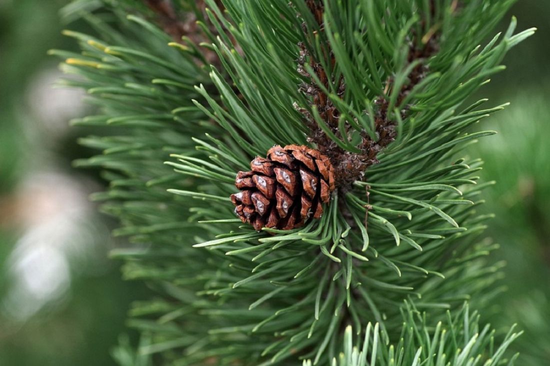 Стало известно по какой цене будут продавать новогодние елки в Запорожской области