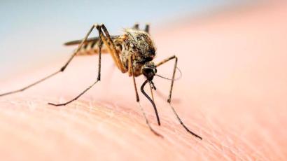 Жителей Запорожской области атакуют комары