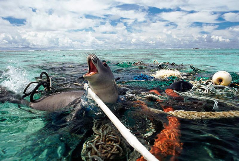 Шокирующие снимки умирающего океана и природы (ВИДЕО)