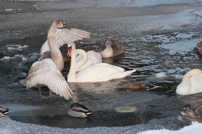 В Запорожской области спасли лебедей, которые замёрзли на пруду (ФОТО)