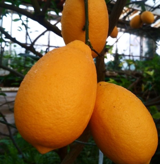В запорожском ботсаду плодоносят лимоны, апельсины и мандарины (ФОТО)