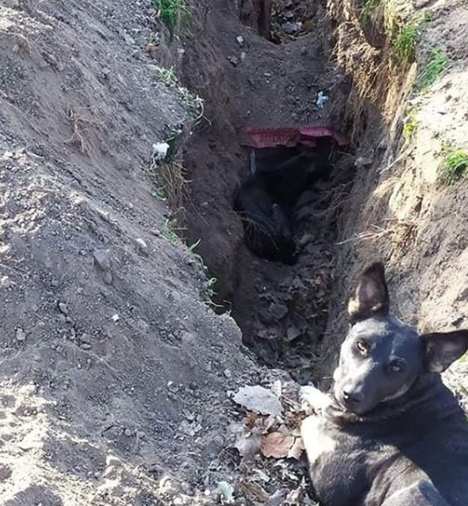 В Запорожье собака провалилась в яму теплотрассы и не может выбраться: животное нуждается в срочной помощи (ФОТО)