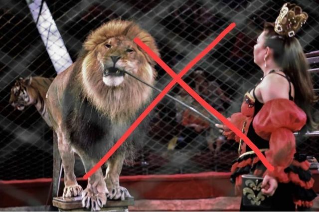 В Черновцах запретили цирки с животными