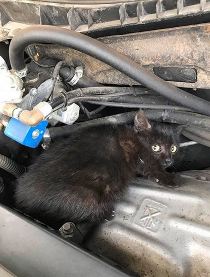 Запорожских автомобилистов просят проверять, нет ли под капотом котят, которые ищут тепло (ФОТО)