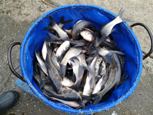 В акваторию Днепровского водохранилища уже выпустили больше миллиона экземпляров рыб (ФОТО)