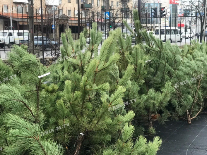 В Запорожской области начали продавать елки: цены