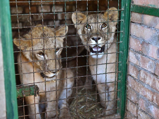 «Львов на волю»: стало известно, когда африканских хищников из Бердянского зоопарка отправят на родину
