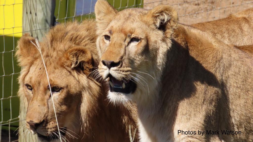 Львы из бердянского зоопарка поселились в Африке (ФОТО)