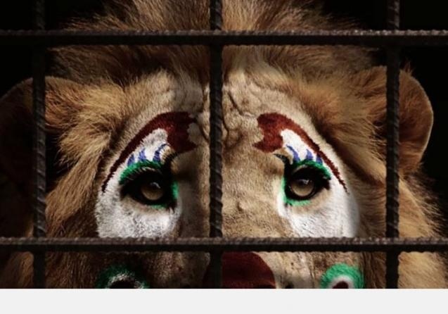 Запорожский цирк будет работать без животных