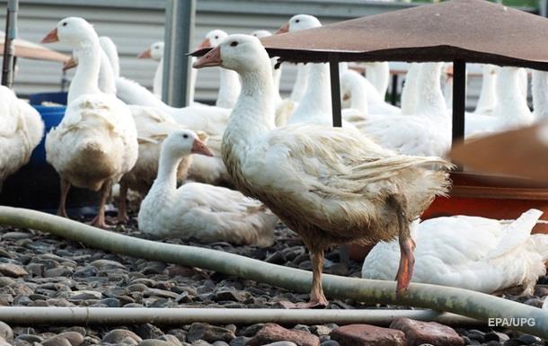 Кабмин ответил на решение ЕС об импорте мяса птицы