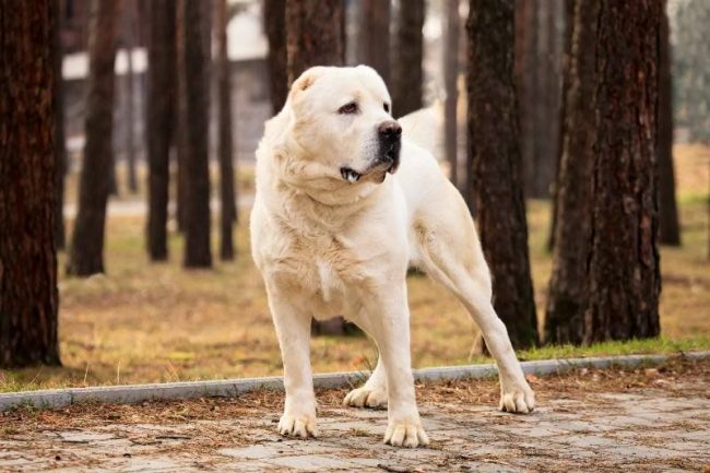 “Убийство собаки в Запорожье”: стало известно состояние пострадавшего мужчины (ФОТО)