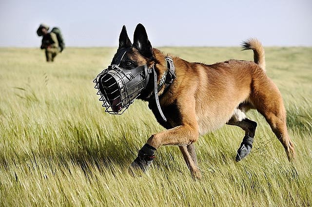 На Донбассе военные врачи спасли раненую фронтовую собаку (ФОТО 18+)